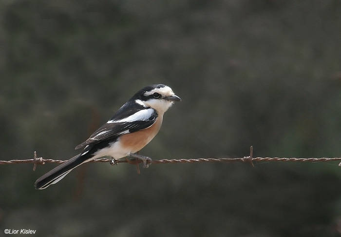    Masked Shrike  Lanius nubicus                              , , 2009.: 